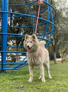siberian husky male available for sale
