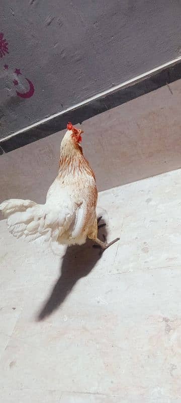 leghorn murgi hai egg laying kar Rahi hai full active 1