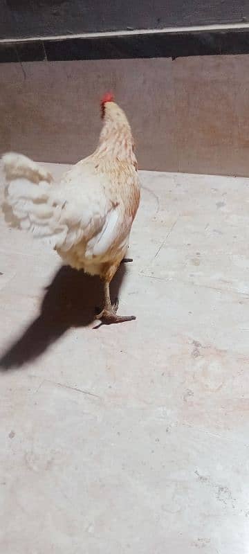 leghorn murgi hai egg laying kar Rahi hai full active 2