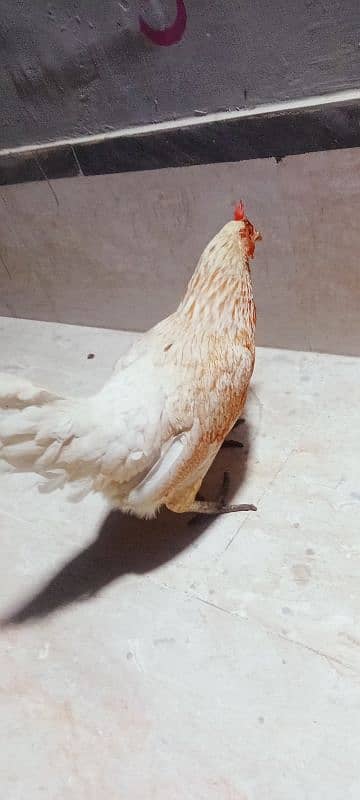 leghorn murgi hai egg laying kar Rahi hai full active 3