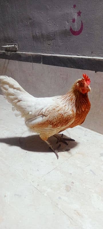 leghorn murgi hai egg laying kar Rahi hai full active 9