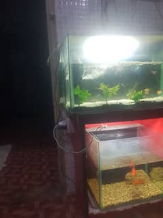 aquirium