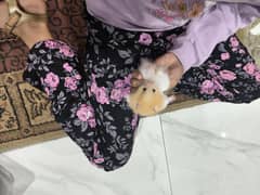 beautiful tamed hamster