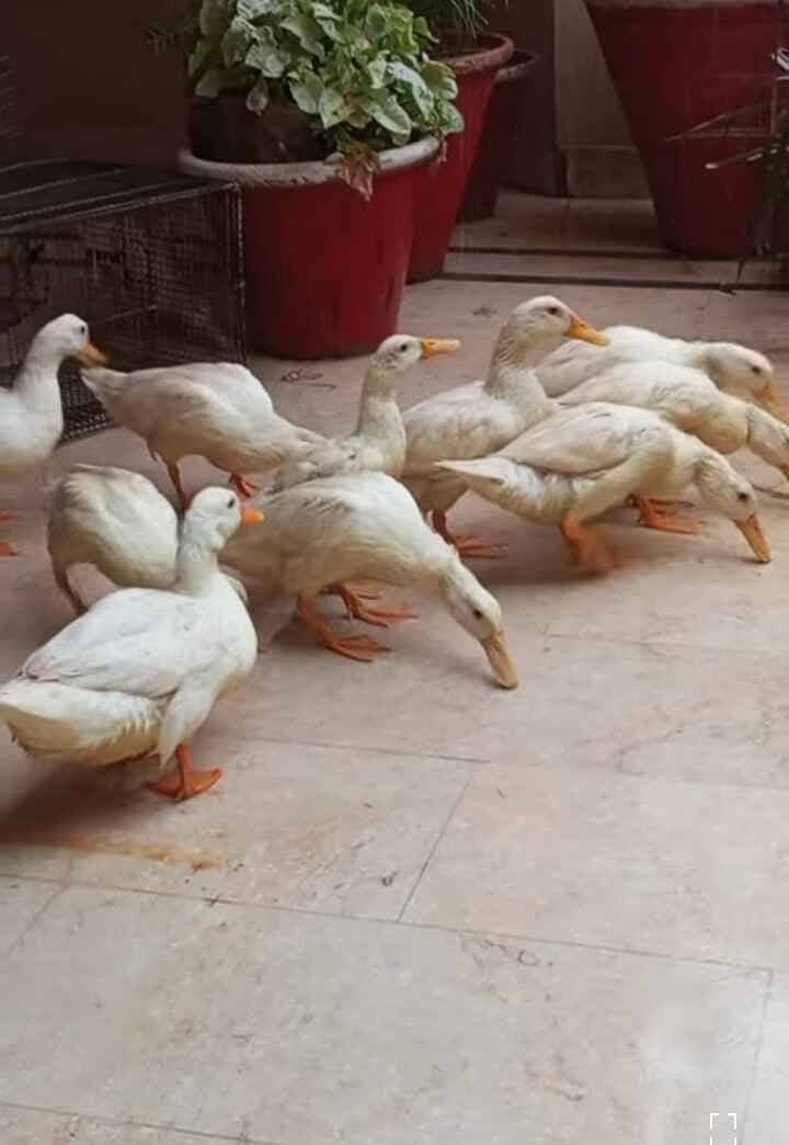 3 DUCK PAIR FOR SALE WITH INCUBATOR 0