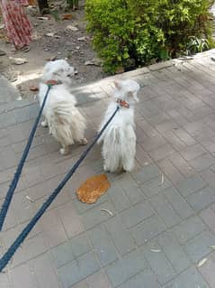 Pure Russian Dog pair Zero size In Long coated