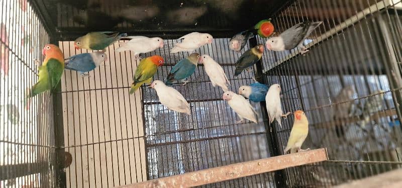 All birds Avlbe 1