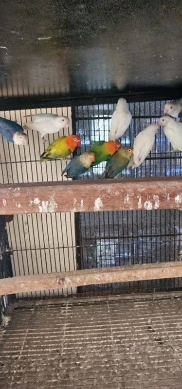 All birds Avlbe 3