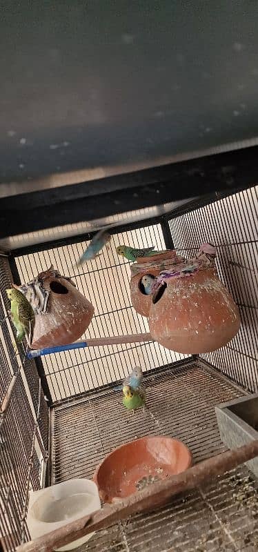 All birds Avlbe 5