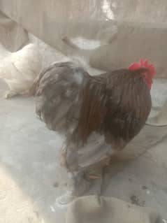 Blue Cochin bantam breeder male for sale