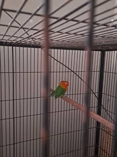Love Bird