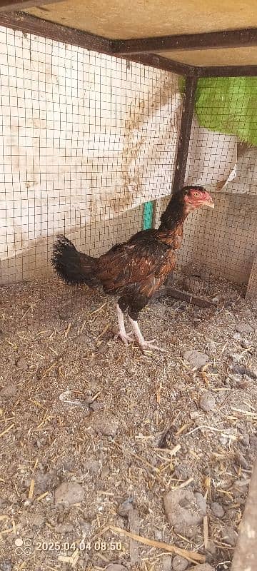 Aseel hen 0