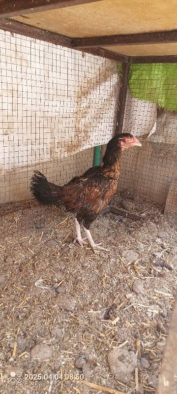 Aseel hen 1
