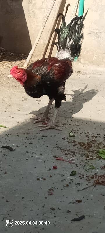 Aseel hen 7