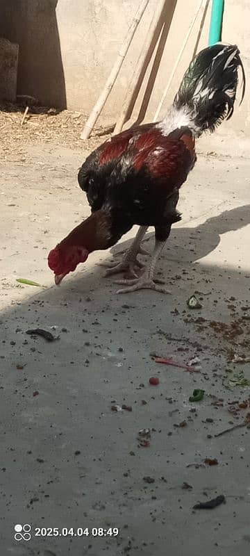 Aseel hen 8