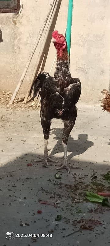 Aseel hen 10