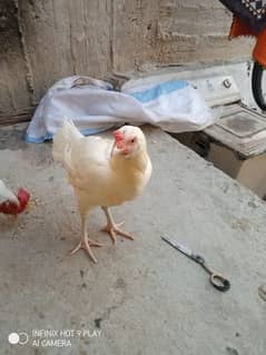 White Aseel Heera