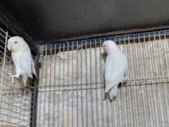 Albino red eye home breed pair healthy and active