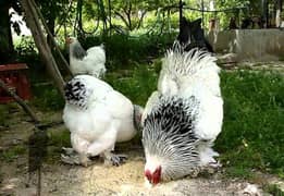 Light Brahma / Fancy Chicks