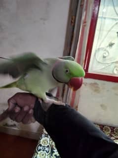 Sami tame breeder male argent sale