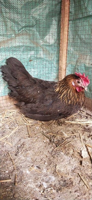 Desi hen