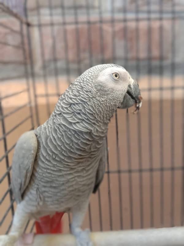 african gry parrot talking 0