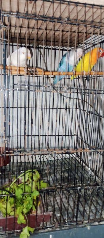 bht kum price ma dy do ga.    13 bird only 12000 2