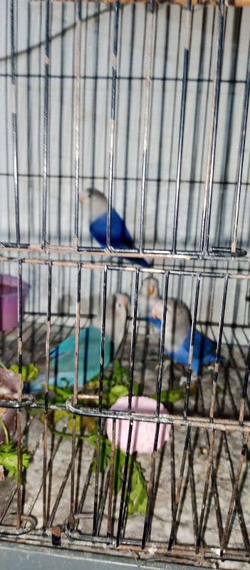 bht kum price ma dy do ga.    13 bird only 12000 3