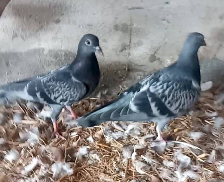 Bubbray Resar chicks pear available '' 0