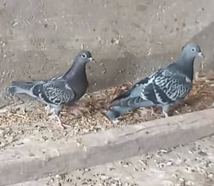Bubbray Resar chicks pear available '' 1