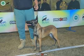 Belgian Malinois pair 10months old