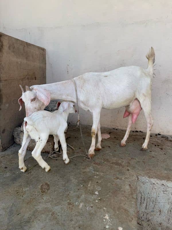 2 bakriya 1 bakra 1 bacha 0