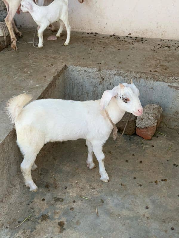 2 bakriya 1 bakra 1 bacha 1