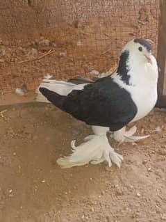 King Sherazi breeder male for sale