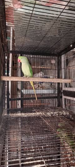 Raw Female For Sale