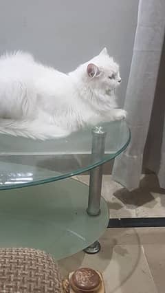Urgently sale Persian cats