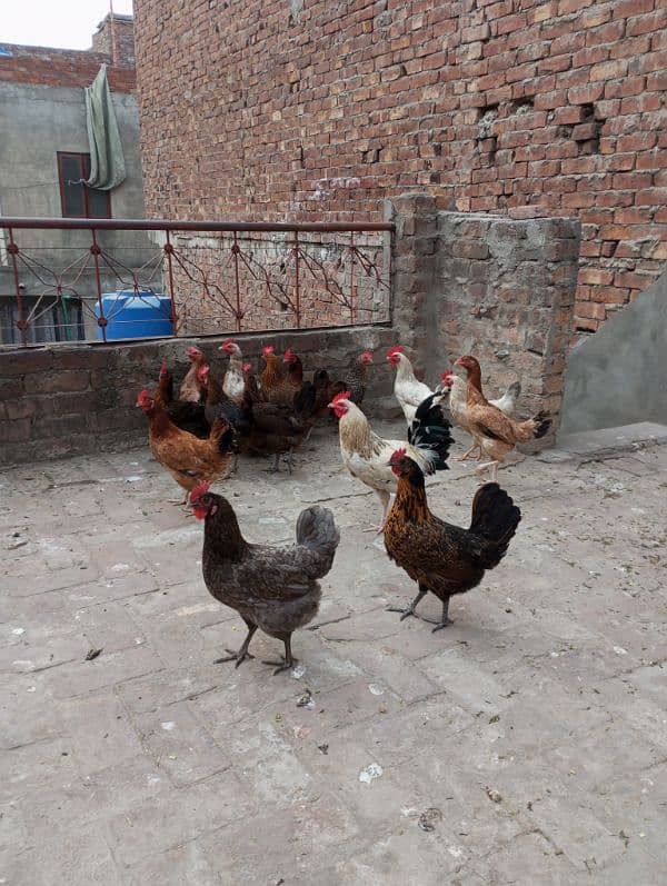 golden misri hens laying eggs 0