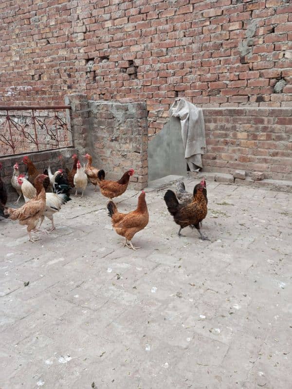 golden misri hens laying eggs 1