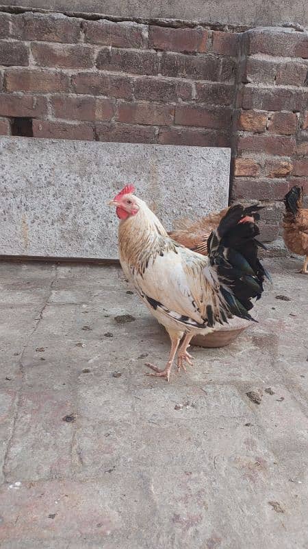 golden misri hens laying eggs 2