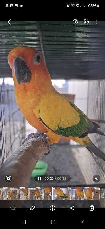 Sun canure Breeder pair 2