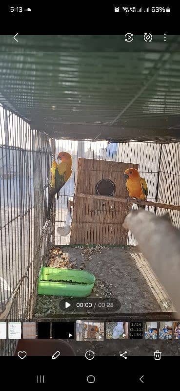 Sun canure Breeder pair 3