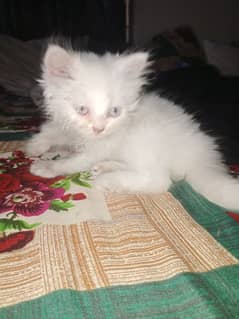 Persian kitten double coded