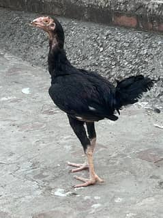 for sale contact number 03279506322