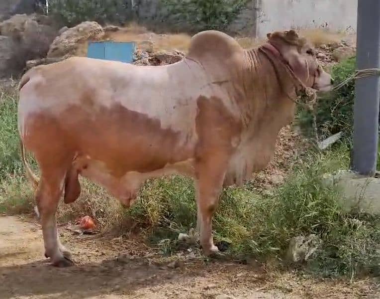 Bachra, Gulabi Naak Palkhe or Dum 2