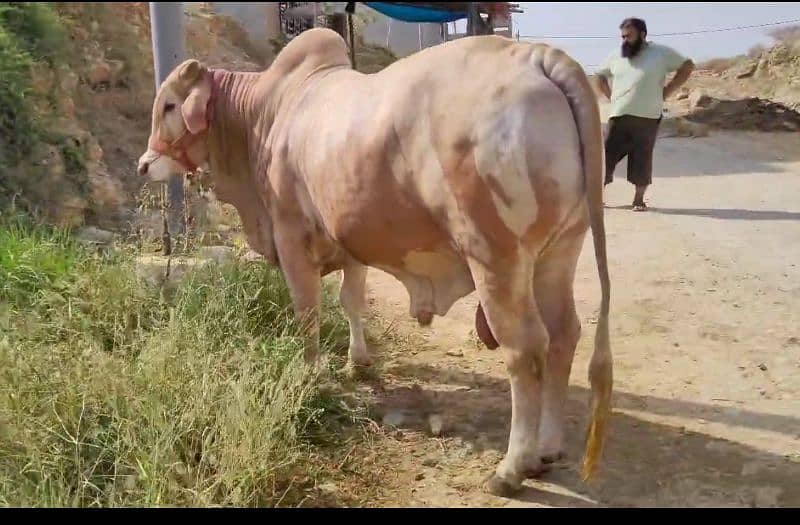 Bachra, Gulabi Naak Palkhe or Dum 3