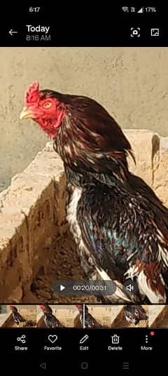 lassani male and lakha