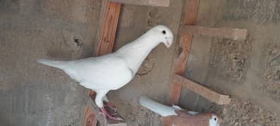 pigeon