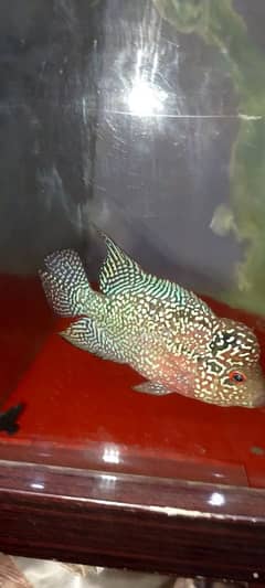super red dragon Male or female