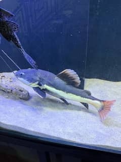 RED TAIL CAT FISH MONSTER FISH