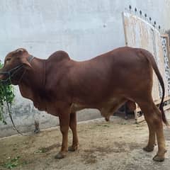pure sahiwal breed bull  ||        bachra sahiwal nasal    |||  bachra