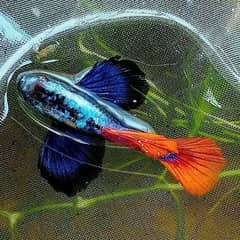 DUMBO EAR GUPPY ( 15 ) FRY AVAILABLE 10/10 quality